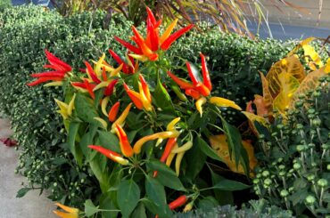 These peppers were growing in a plant box on Wacker Drive in downtown Chicago. Anybody know what kind these are?