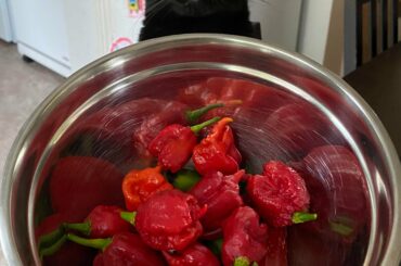 Last Trinidad scorpion and reaper haul of the season. Time to dehydrate and grind up these bad boys.