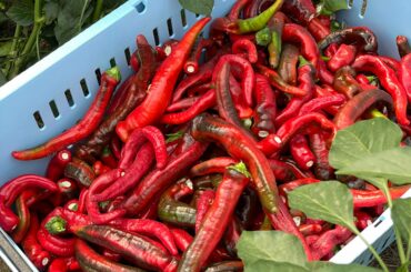 Cayenne first pick of the season. A few more weeks of picking and then fermentation can begin.