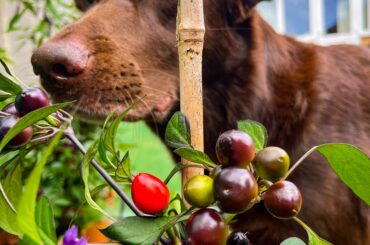 Can’t leave the plants unattended with this dog around, she loves chillies just as much as I do!