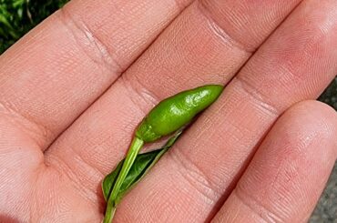 Is this a Prik Kee Noo? (Found in Thailand, South)