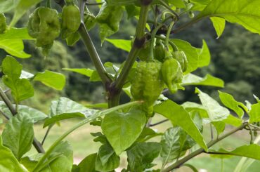 First year growing Scorpions