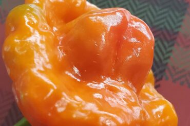 yo wtf is this thing