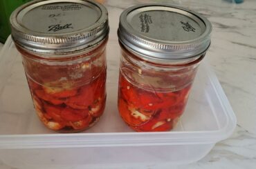 Starting my lacto-fermented reaper sauce today