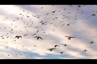 Duck Hunting MASSIVE Pintail Spins With a Band! (Duck Chili Recipe)
