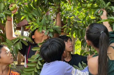yummy.....pickled guava for Eating hot chili and salt | guava on the chili salt  |