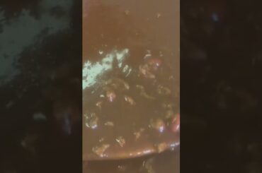 It’s FALL! And time for chili, lots of chili on The Stead!