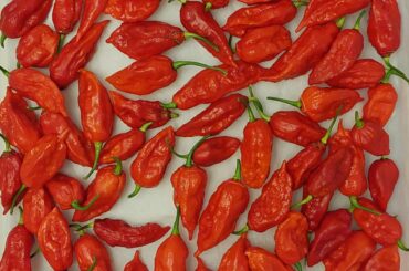 This is what 40oz of ghost peppers looks like. Also a nice phone background?