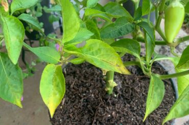 Pepper leafs turning yellow with numerous black dots HELP