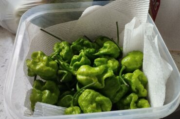 Had to pick all my reapers before first frost