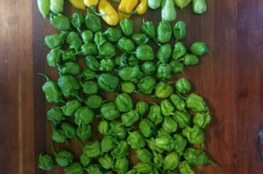 So many greens... I hope I can use these for a sauce