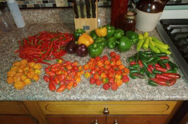 My harvest from the other day but arranged so you can see the different types of peppers