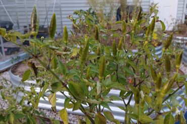 Why are these peppers upside down?