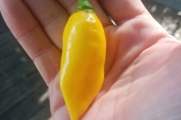 I've been growing reapers, habs and what the heck is this?