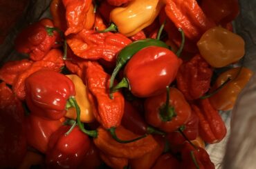 Anyone have hot sauce recipe with dates?