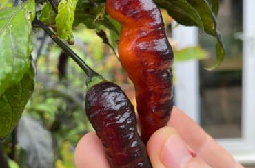 Menacing looking peppers