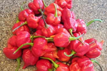 First Reaper crop - going to attempt ferment