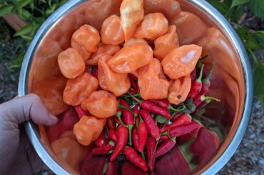 any good habanero/tabasco recipes?