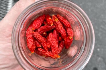 Homegrown dried Tabasco chilies from a coworker.