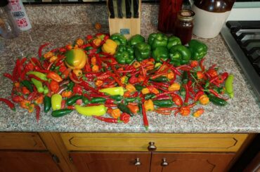 Probably my last harvest of the year but boy is it sweet