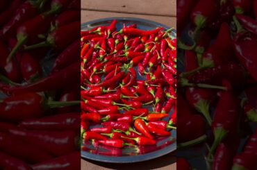 Chili Powder Made with harvested chilies @ Nisha B. Recipes