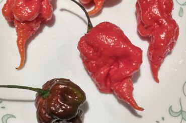 Late Fall harvest 4 Primotalii 1 Chocolate Reaper!