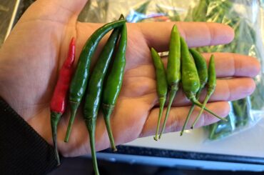 What do real thai bird's eye chilies look like and are they an annuum or frutescens species? Are these Prik Kee Noo, Prik Kee Noo Suan, an other species or African Bird's eye chilies? Help is much appreciated!