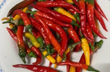 Tokyo mid November harvest - need ideas!