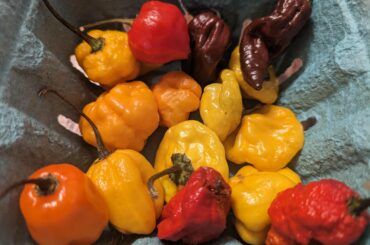 Got these at my local farmers market today. Can you name each type of pepper shown here?