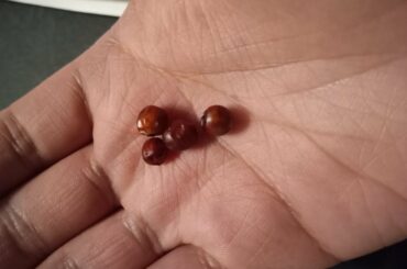 Are these peppers Chile Pequin or Chile Tepin?