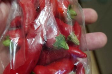 Anyone know what these are? Grown locally in Japan and hotter than hell. package just says "Togarashi" (Japanese word for hot pepper)