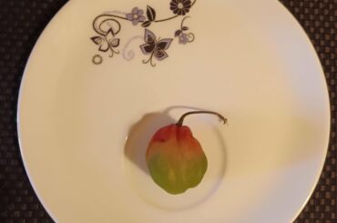 here is a particularly beautiful scotch bonnet pepper. it's beauty, however, did not detract from its ferocity.