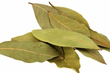 Bay Leaves/Tejpatra - Ayurvedic remedies, health benefits, application, chemical constituents, side effects and many more