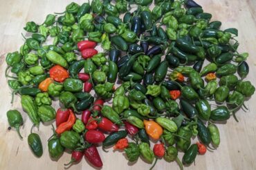 Pre-freeze pepper pull. End of the season jalapeno, habanero, ghost, scorpion, and Carolina reapers.
