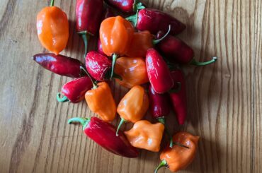 Suggestions on how to use these delicious peppers