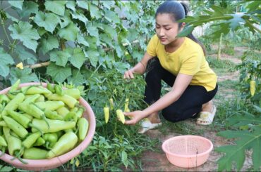 Chili, baby corn, eggplant is harvested for my recipes - Cooking with Sreypov