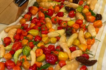 Final harvest NorCal