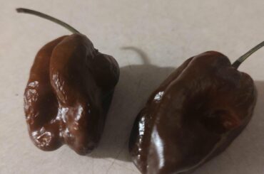 I finally lost the COVID lottery... So I've decided to burn it out...