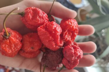 Thought you guys might like this, my first harvest ever.