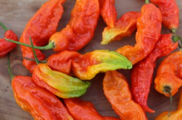 Last harvest of the season