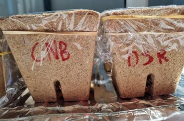 not sure if this sub is actually related to growing super hot peppers, so tell me if it's not I'll delete this. Just need some help with growing.