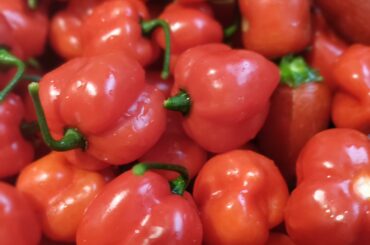 Freshly Harvested Habaneros