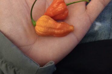 Homegrown ghost peppers