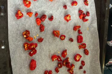 Drying home grown reapers and habaneros, are these dry yet? Still slightly squishy