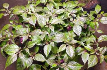 #266-Purple Ghost Scorpion