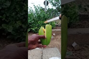 Raw Mango Chili Cutting Recipes #short #shorts