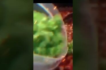 Catfish Wendy’s Chili #shorts