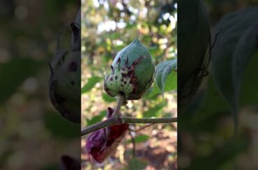 Spicy Chili Tamarind With Pazhaya Soru Recipe / Healthy Food #share