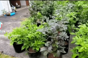 Some of the 2022 mother plants