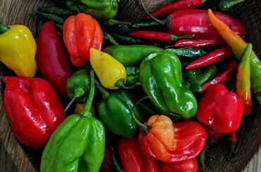 Pre-Salsa Chillies: Scotch Bonnet and Finger Chillies
